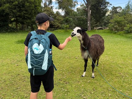 Ein Kind mit einem Rucksack füttert ein Lama auf einer grünen Wiese, umgeben von Bäumen und einem blauen Himmel.