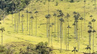 Hohe Wachspalmen stehen majestätisch auf einer grünen Wiese, umgeben von sanften Hügeln und üppiger Vegetation.