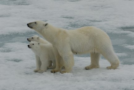 Eine Mutter-Eisbärin steht schützend neben ihren zwei kleinen Eisbären auf einer schneebedeckten Eisfläche.