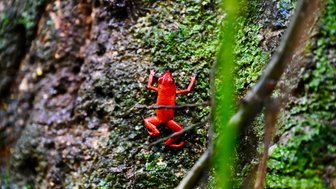 Ein leuchtend roter Frosch sitzt an einem moosbedeckten Baumstamm im dichten Dschungel.