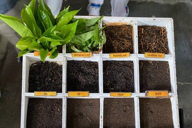 Teearten werden in den Cameron Highlands präsentiert – Malaysia & Borneo Reise mit Kindern