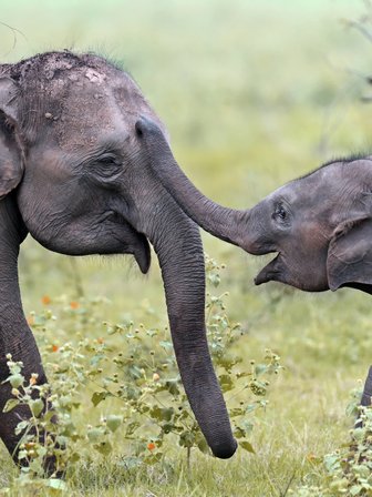 Elefanten bewegen sich durch das hohe Gras im Gal Oya Valley Nationalpark – Sri Lanka Familienreise