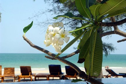 Eine blühende Pflanze mit weißen Blüten steht im Vordergrund, während der Strand und das Meer im Hintergrund sichtbar sind.