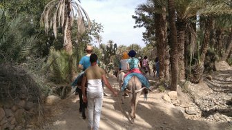 Eine Gruppe von Menschen reitet auf Eseln durch eine Oase, umgeben von hohen Palmen und üppiger Vegetation.