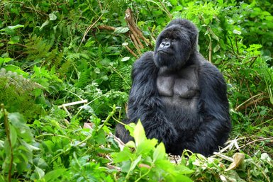 Ein majestätischer Gorilla sitzt inmitten üppiger, grüner Vegetation und blickt nachdenklich in die Ferne.