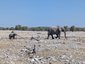 Elefantenmama mit Kind in der Wüste - Namibia Family & Teens - Namibia mit Kindern und Teenagern