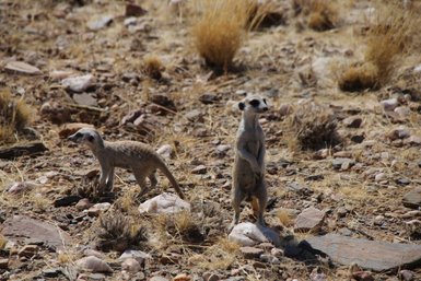 Zwei Erdmännchen beobachten die Umgebung- Namibia Familienurlaub