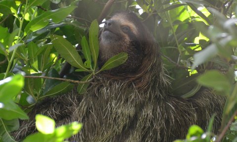 Ein Faultier hängt entspannt in einem Baum, umgeben von leuchtend grünen Blättern, mit einem friedlichen Ausdruck im Gesicht.
