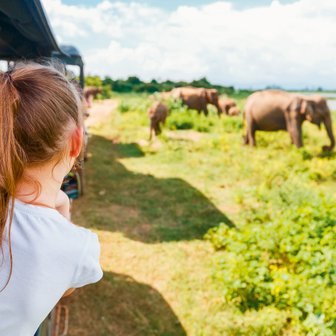 Kind beobachtet die Tierwelt aus dem Jeep im Udawalawe Nationalpark – Sri Lanka Familienreise