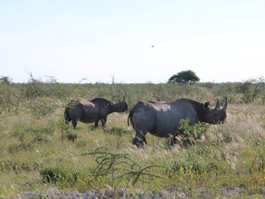 Nashörner im Etosha Nationalpark - Namibia Familienurlaub