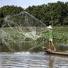Ein Fischer wirft sein Netz in den ruhigen Gewässern des Mekong-Deltas, um Fische zu fangen, umgeben von üppigem Grün.