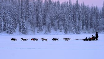 Eine Gruppe von Schlittenhunden zieht einen Schlitten über eine schneebedeckte Fläche, umgeben von hohen, verschneiten Bäumen.