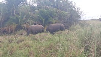 Zwei Nashörner stehen in einer grünen, bewachsenen Landschaft, umgeben von hohen Gräsern und dichten Pflanzen.