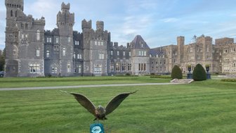 Ein majestätisches Schloss mit grauer Fassade und Türmen, umgeben von gepflegten Rasenflächen und Bäumen im Hintergrund.