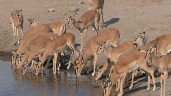 Impala-Herde trinkt an einem Wasserloch - Namibia mit Kindern