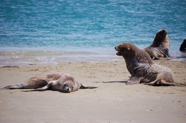 Am Strand liegen mehrere Seehunde, während einer von ihnen aufrecht sitzt und laut zu rufen scheint.