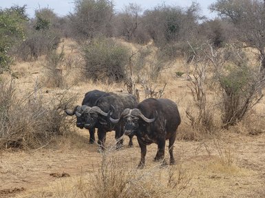 Hausbüffeln stehen in der trockenen Savanne des Kruger Nationalparks – Südafrika Reise mit Kindern