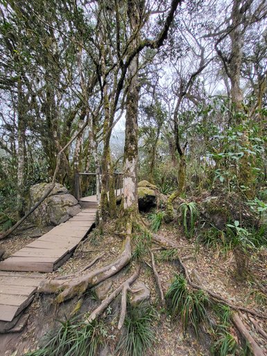 Grüne Bäume und natürliche Vegetation in einem südafrikanischen Waldgebiet – Südafrika Familienreise