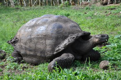 Eine große, graue Riesenschildkröte kriecht über das grüne Gras, umgeben von Bäumen im Hintergrund.