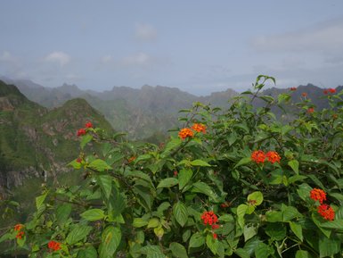Bunte, orangefarbene Blumen blühen vor einer beeindruckenden, grünen Berglandschaft im Hintergrund.