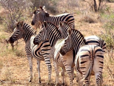 Zebras stehen in der offenen Savanne im Makutsi Safari Camp – Südafrika Familienreise