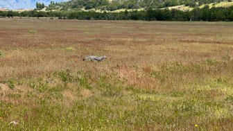 Ein Fuchs läuft durch ein weites, grasbewachsenes Feld mit sanften Hügeln im Hintergrund und blühenden Wildblumen.