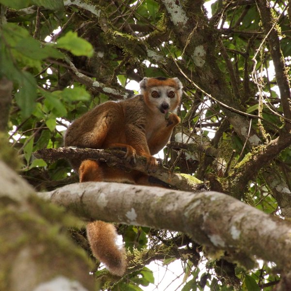 Ein Kronenlemur sitzt auf einem Ast und hält ein Blatt in seinen Händen, umgeben von üppigem grünem Laub.