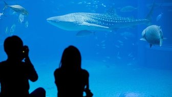 Zwei Personen sitzen am Rand eines Aquariums und beobachten einen majestätischen Walhai, der durch das Wasser schwimmt.