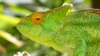 Ein lebendiger Chamäleon mit leuchtend grüner Haut und einem auffälligen orangefarbenen Auge sitzt auf einem Ast.
