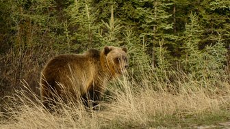 Ein Grizzlybär steht in hohem Gras, umgeben von dichten, grünen Bäumen, während er aufmerksam in die Umgebung schaut.