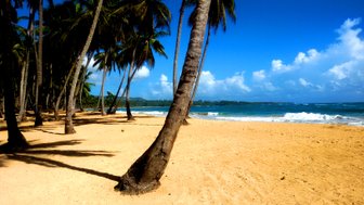 Ein sonniger Strand mit sanften Wellen, umgeben von hohen Palmen, die Schatten auf den goldenen Sand werfen.