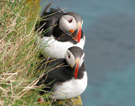 Zwei Papageientaucher sitzen eng beieinander auf einer grasbewachsenen Klippe, umgeben von blauem Wasser.
