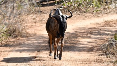 Ein Gnu trottet gemächlich über eine ungefestigte Straße - Eine Giraffe überquert ruhig eine staubige Straße - Namibia Rundreise mit Kindern
