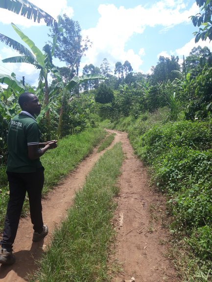 Ein Guide geht auf einem schmalen Pfad durch den Kibale Forest, umgeben von üppigem Grün und hohen Bäumen.