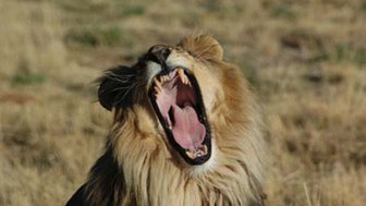 Ein Löwe der Brüllt - Namibia Urlaub mit Kindern