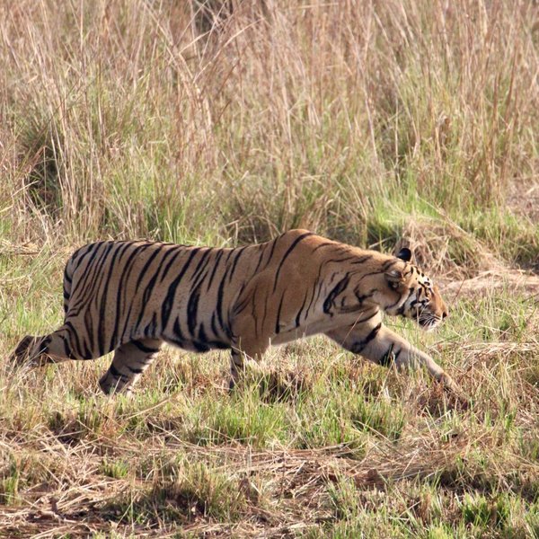 Ein Tiger schleicht durch hohes Gras, seine markanten Streifen heben sich deutlich von der Umgebung ab.