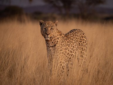 Ein Leopard steht majestätisch in hohem, goldenem Gras und blickt direkt in die Kamera, umgeben von einer ruhigen Landschaft.
