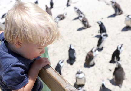 Kind beobachtet Pinguine am Boulders Beach – Garden Route Reise mit Kindern
