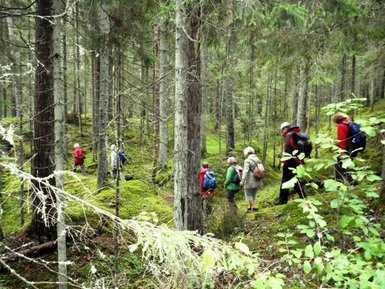 Eine Gruppe von Wanderern erkundet einen grünen Wald, umgeben von hohen Bäumen und moosbedecktem Boden.