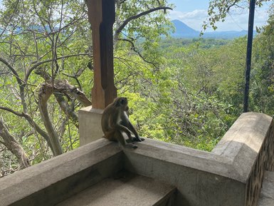Affe sitzt auf einer Mauer beim Dambulla-Höhlentempel – Sri Lanka Familienreise