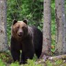 Braunbär im Wald - Estland mit Kindern