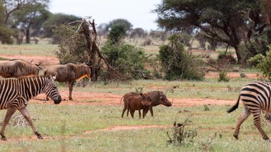Eine Gruppe von Zebras und Gnus grast friedlich in der savannenartigen Landschaft Kenias, umgeben von Bäumen und Sträuchern.