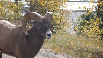 Ein Dickhornschaf mit beeindruckenden, geschwungenen Hörnern steht auf einem schmalen Weg, umgeben von buntem Herbstlaub.