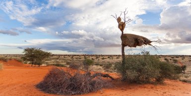 Trockene Bäume und sandige Landschaft in der Weite der Kalahari – Sri Lanka Reise mit Kindern