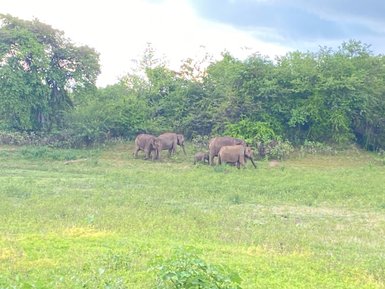 Mehrere Elefanten in freier Wildbahn im Udawalawe Nationalpark – Sri Lanka mit Kindern