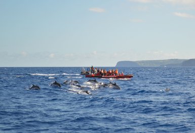 Eine Gruppe von Touristen beobachtet spielende Delfine in den Wellen des Ozeans, während ein Boot in der Nähe fährt.