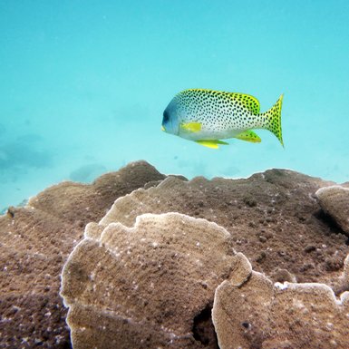 Ein bunter Fisch mit gelben und grünen Schuppen schwimmt über eine Korallenlandschaft im klaren Wasser.