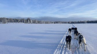 Eine Gruppe von Schlittenhunden zieht einen Schlitten durch eine schneebedeckte Landschaft unter einem klaren blauen Himmel.