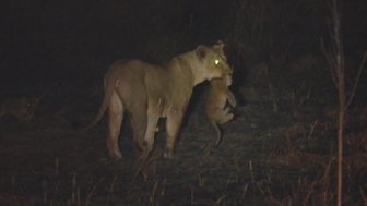 Eine Löwin trägt ihr Junges sanft im Mund, während sie durch das dunkle Grasgebiet streift.