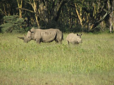 Ein Mutter-Nashorn grast friedlich im hohen Gras, während ihr Kalb in der Nähe steht und aufmerksam schaut.